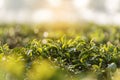 Green tea tree leaves field Fresh young tender bud herbal in farm on summer morning. Sunlight Green tea tree plant camellia Royalty Free Stock Photo