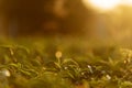 Green tea tree leaves field Fresh young tender bud herbal in farm on summer morning. Sunlight Green tea tree plant camellia Royalty Free Stock Photo