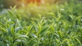 Green tea tree leaves field Fresh young tender bud herbal in farm on summer morning. Sunlight Green tea tree plant camellia Royalty Free Stock Photo