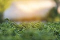 Green tea tree leaves field Fresh young tender bud herbal in farm on summer morning. Sunlight Green tea tree plant camellia Royalty Free Stock Photo