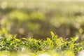 Green tea tree leaves field Fresh young tender bud herbal in farm on summer morning. Sunlight Green tea tree plant camellia Royalty Free Stock Photo