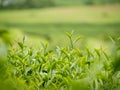 Green tea tree leaves field plant in camellia sinensis organic farm. Close up Tree tea plantations mountain green nature Royalty Free Stock Photo