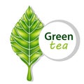 Green tea vector leaf. Fresh leaf