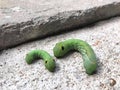 Green tea worms walking on concrete road