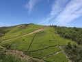 Green tea in Zhejiang Zhuji Chashan China.