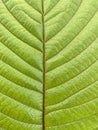 Green teak leaf texture, background Royalty Free Stock Photo