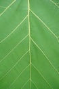 green Teak leaf texture Royalty Free Stock Photo
