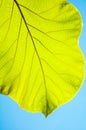 Green teak leaves Royalty Free Stock Photo