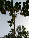 green teak plant in the field