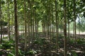 Green of teak plantation Royalty Free Stock Photo