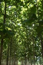 Green of teak plantation Royalty Free Stock Photo