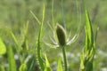 Wild teasel bud