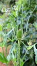 Green Teasel Seed Heads Closeup 