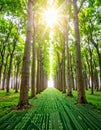 Green Technology Path Through a Sunlit Forest Royalty Free Stock Photo