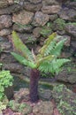 Green teen fern with palm trunk