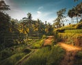 Green Tegalalang Rice terraces in Ubud Royalty Free Stock Photo