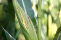 The green and tender corn cobs were peeled apart, partially exposing the corn seeds Royalty Free Stock Photo