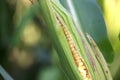 The green and tender corn cobs were peeled apart, partially exposing the corn seeds Royalty Free Stock Photo