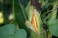 The green and tender corn cobs were peeled apart, partially exposing the corn seeds Royalty Free Stock Photo