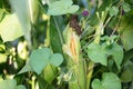 The green and tender corn cobs were peeled apart, partially exposing the corn seeds Royalty Free Stock Photo