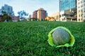Dog saliva on a tennis ball in a city park near downtown San Diego. Royalty Free Stock Photo