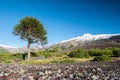 Green tent camping under huge tree of Araucaria araucana and the views of the desert landscape Antuco volcano black volcano