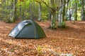 Green tent in the forest