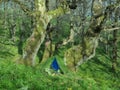 Green tent under secular oak trees in Malabotta Wood