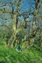 Green tent under secular oak trees in Malabotta Wood Royalty Free Stock Photo