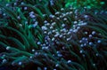 Green tentacle torch coral