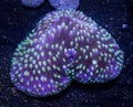 Green Tentacled Mounding Plate Coral