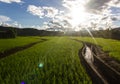 The green terace field in malanoi maehongson thailand Royalty Free Stock Photo