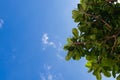 Green terminalia catappa leaf on sky background Royalty Free Stock Photo
