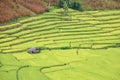 Green terrace paddy rice field and hut in Mae Chaem, Chiang Mai Royalty Free Stock Photo