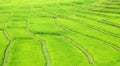 Green terrace rice fields