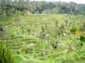 Green terrace step rice field with coconut tree in front of mountain. Royalty Free Stock Photo