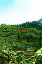 Green terraced field plantation in Dieng plateau Java, Indonesia
