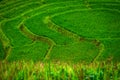 Green Terraced Rice Field at Bong Piang forest in Mae Chaem, Chiang Mai, Thailand. Royalty Free Stock Photo