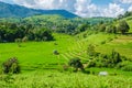 Terraced Rice Field in Chiangmai, Thailand, Royal Project Khun Pae Northern Thailand