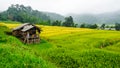 Green Terraced Rice Field in Chiangmai, Thailand