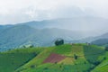 Green Terraced Rice Field, green rice fields in the countryside in Chiang Mai, Thailand Royalty Free Stock Photo