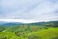 Green Terraced Rice Field, green rice fields in the countryside in Chiang Mai, Thailand Royalty Free Stock Photo