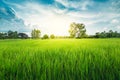 Green Terraced Rice field green grass blue sky cloud cloudy land Royalty Free Stock Photo