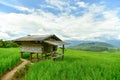 Green terraced rice field at Pa Bong Piang village Royalty Free Stock Photo