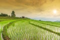 Green Terraced Rice Field in Pa Pong Pieng ,Chiang Mai, Thailand Royalty Free Stock Photo