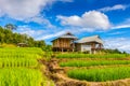 Green Terraced Rice Field in Pa Pong Pieng , Mae Chaem, Chiang Mai Royalty Free Stock Photo