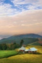 Green Terraced Rice Field in Pa Pong Pieng Royalty Free Stock Photo