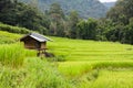 Green terraced rice field with small hut at countryside in Chiang Mai, Thailand. Mountain nature view at background. Simple life