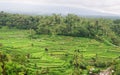 Green terraced rice fields