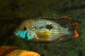 Green terror, Andinoacara rivulatus, active stunning colored female, popular domestic ornamental Cichlidae fish, favourite species